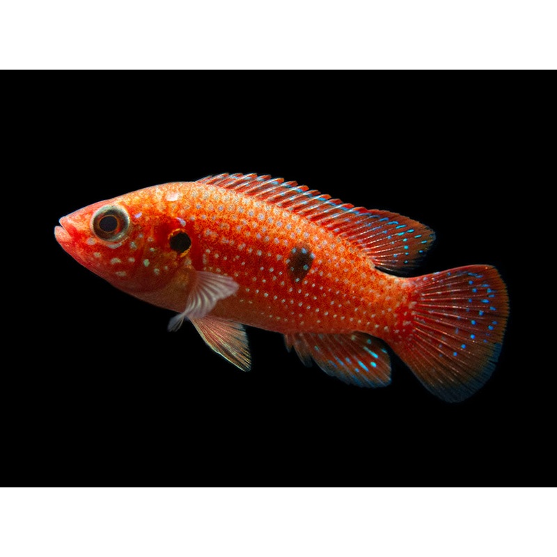 Blood Red Jewel AKA African Fire Cichlid (Hemichromis lifalili), Tank-Bred!