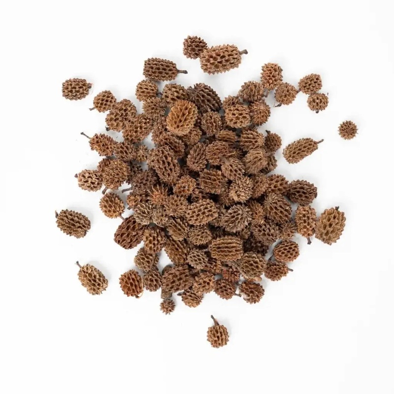 Casuarina Cones For Betta Fish Shrimp Tank Promotes Natural Habitat ( 12 Pack )