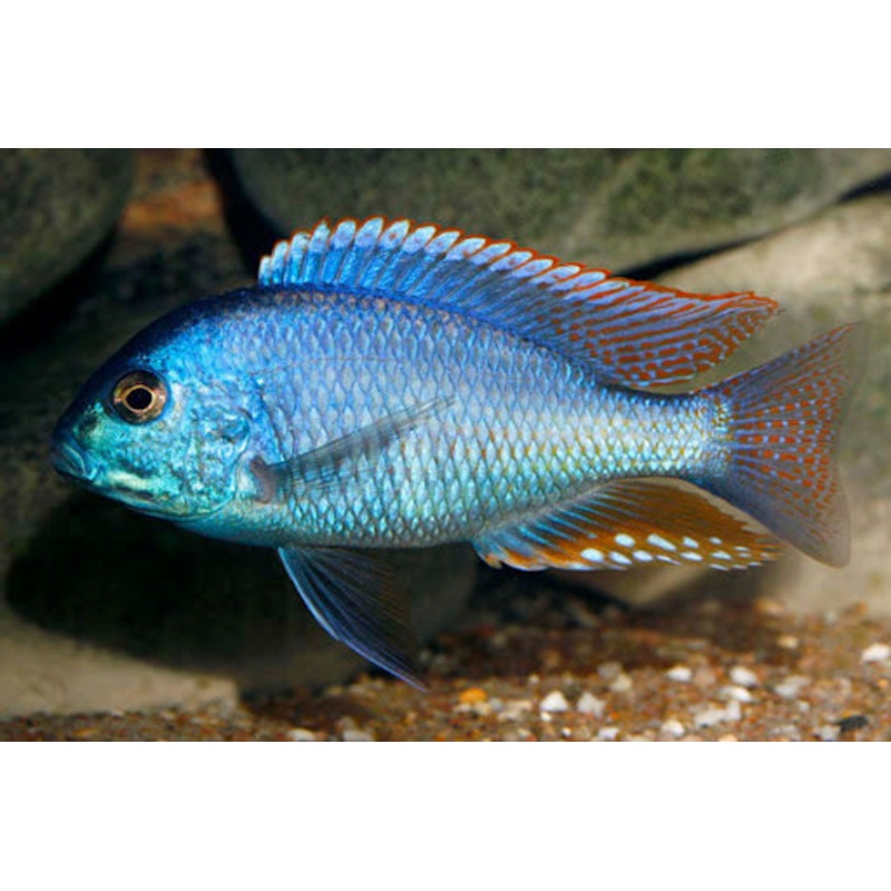Chilotilapia Rhoadesii 7 cm