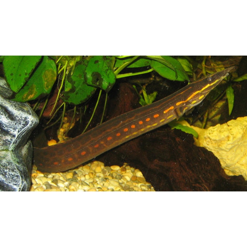 Fire Eel 10cm