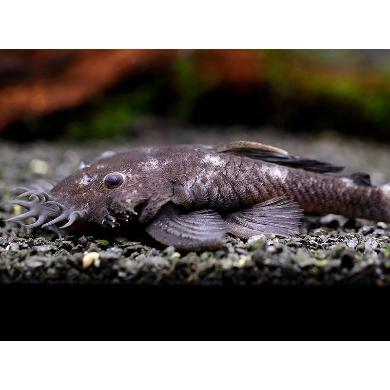 L034 Medusa Pleco (Ancistrus ranunculus)