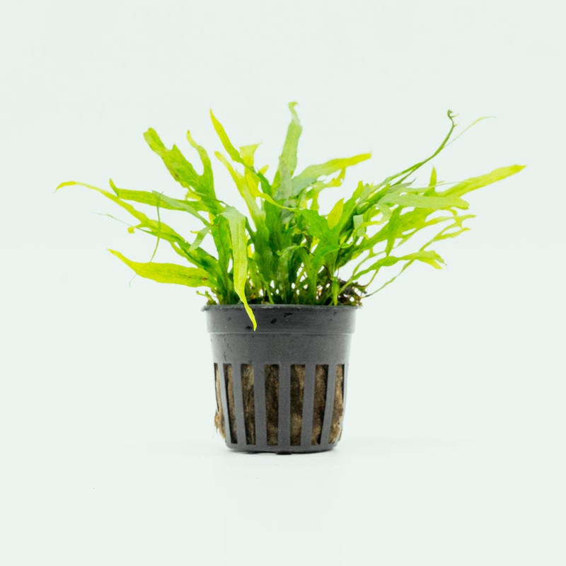 Microsorum Pteropus Trident Mini