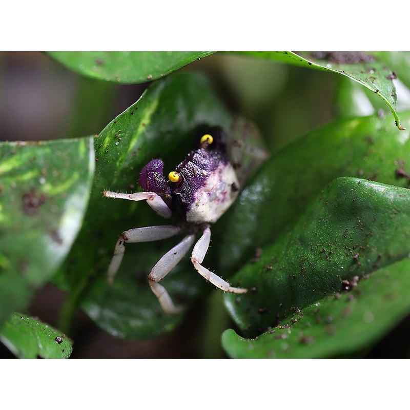 Orchid Vampire Crab (Geosesarma sp. Orchid )