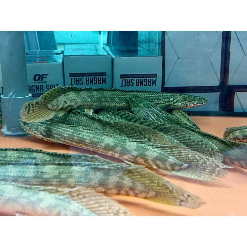* Polypterus * Polypterus lapradei “Faranah” WILD 25-30cm