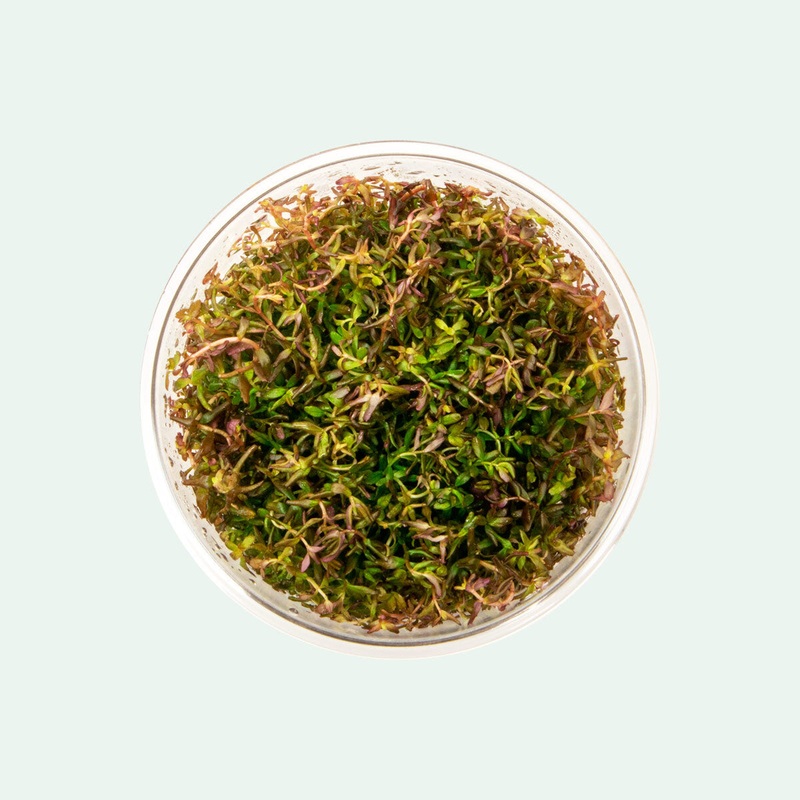 Rotala Macrandra Mini Tissue Culture