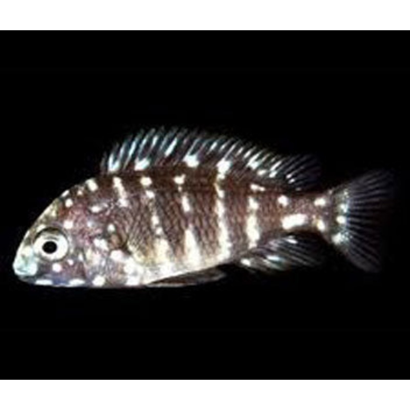 Tropheus Duboisi – Fire fox