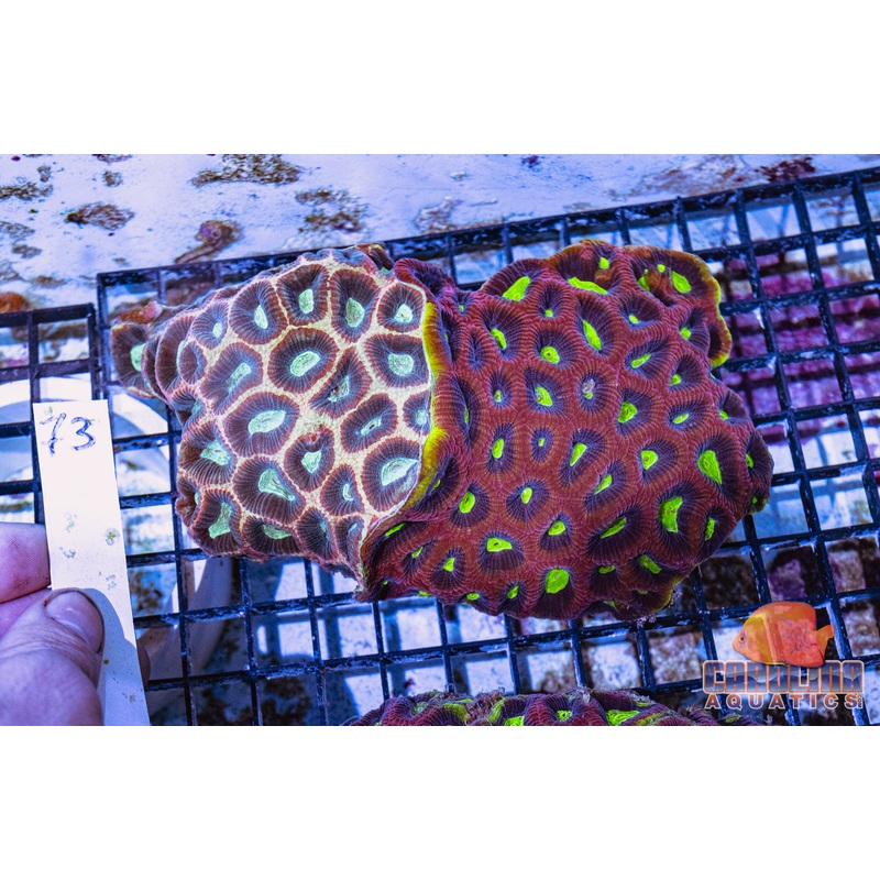 WYSIWYG 73 Combo Favia