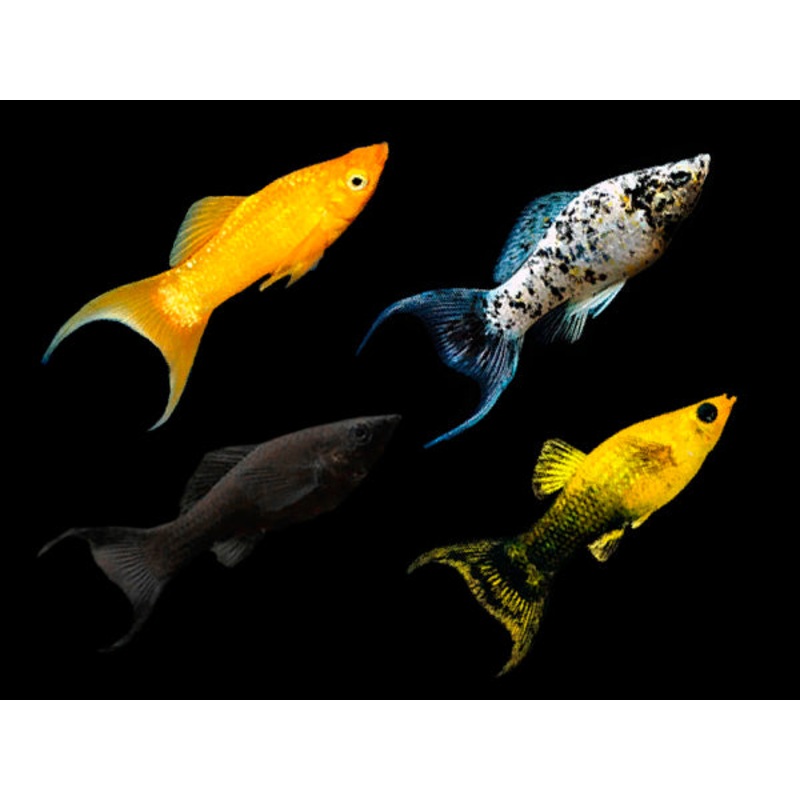 Assorted Lyretail Molly