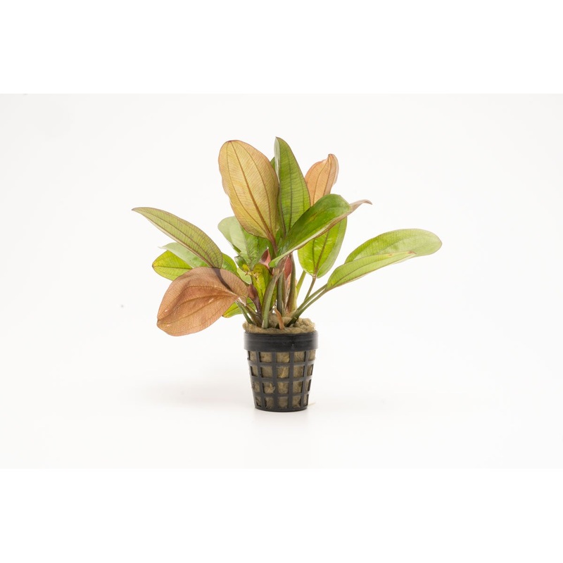 Echinodorus Red Flame