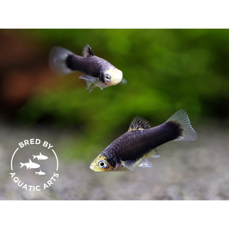 Green Lantern Platy (Xiphophorus maculatus)  Bred by