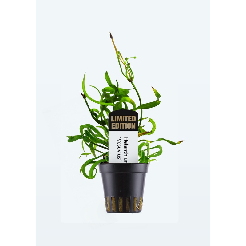 Limited Edition – Helanthium ‘Vesuvius’