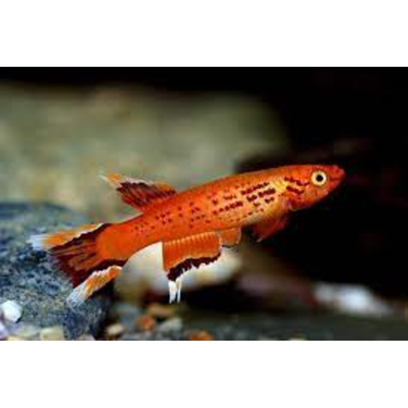 Lyretail Killifish