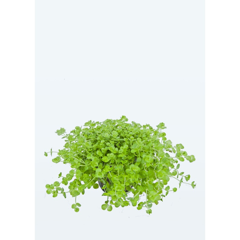 Micranthemum glomeratum