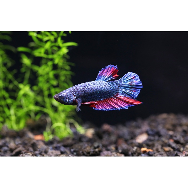 Red Dragon Plakat Male Betta (Betta splendens) – Tank Bred