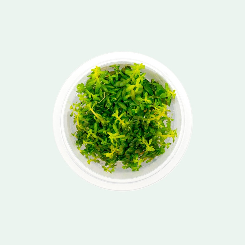 Rotala Rotundifolia