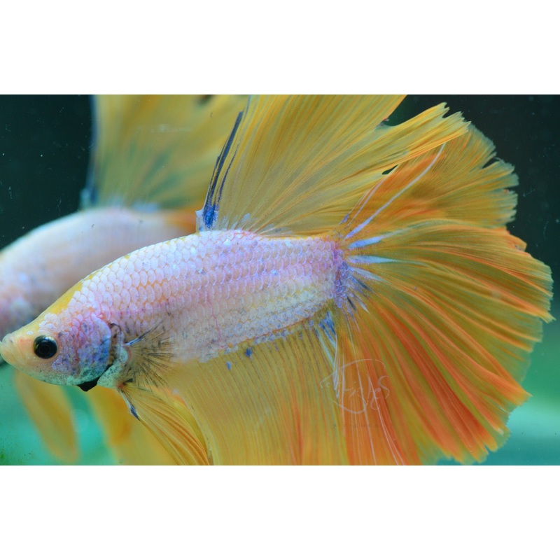 Yellow Bicolour Halfmoon Male