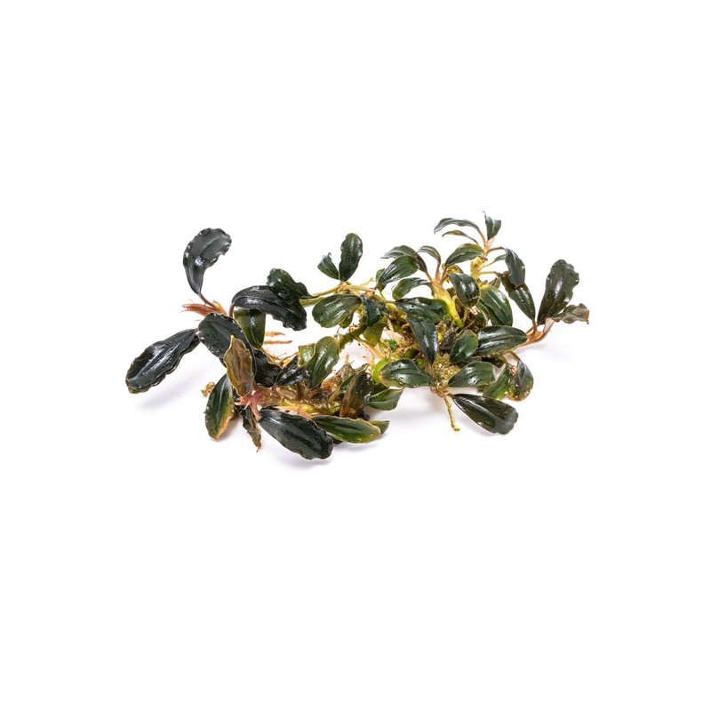 Bucephalandra Black Mist