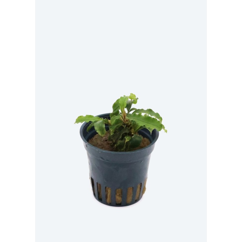 Bucephalandra Sintang Green