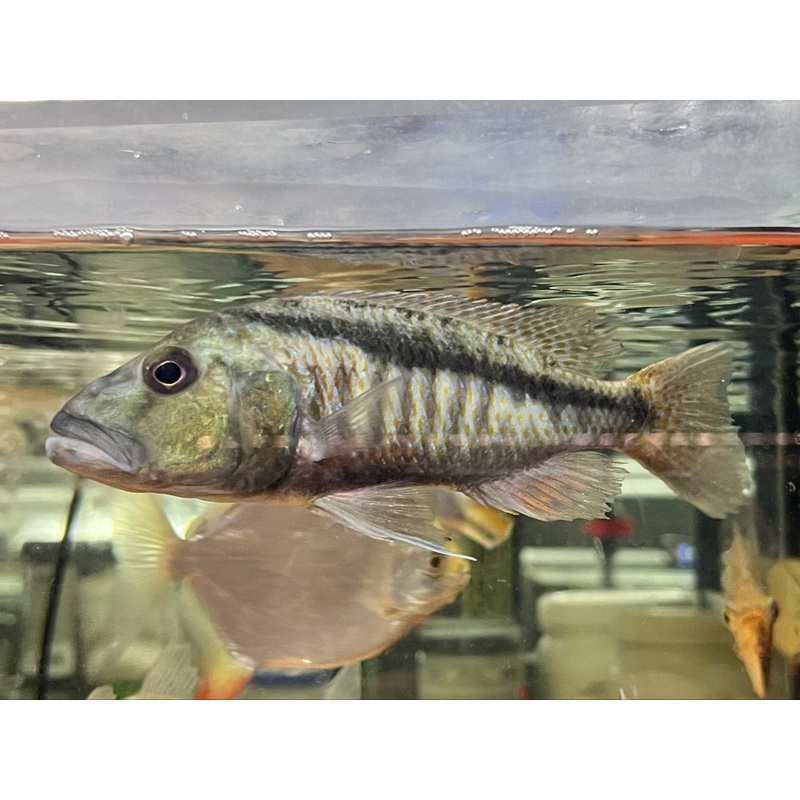 * Cichlid * Aristochromis christyi (Malawi hawk) 15-18cm