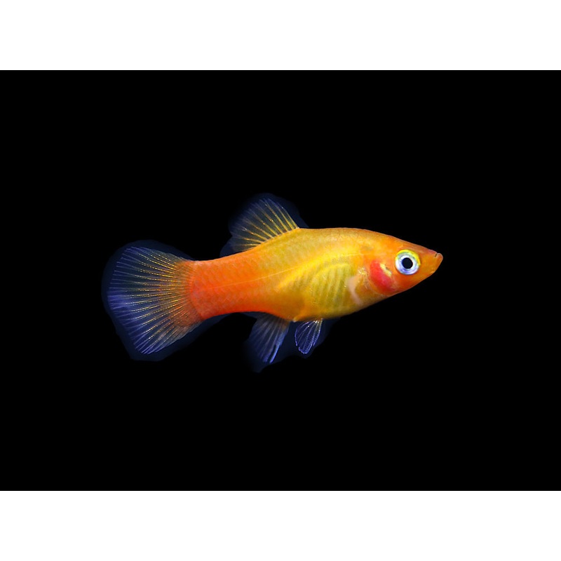 Neon Sunset Platy (Xiphophorus maculatus) – Tank Bred