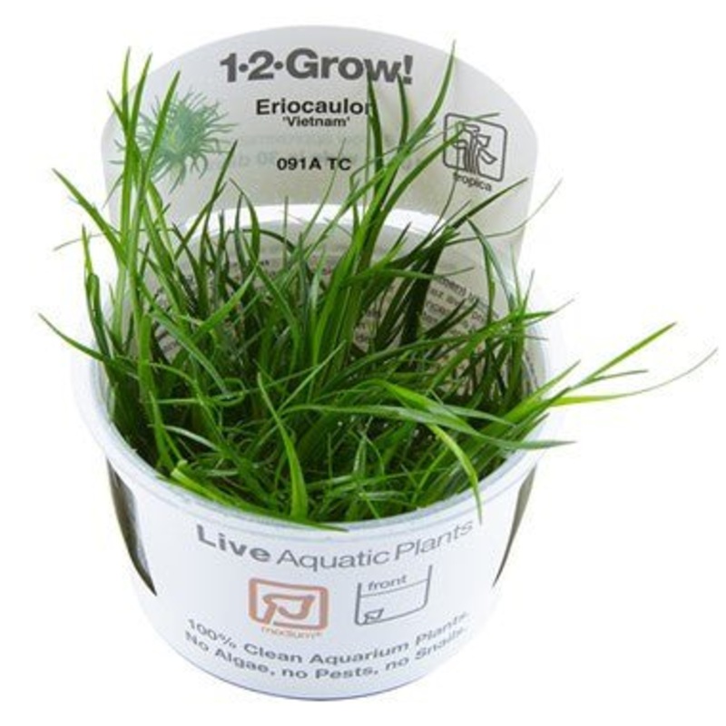 Tropica Eriocaulon ‘Vietnam’ 1-2-Grow!