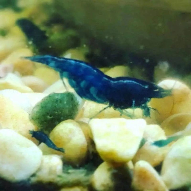 15x Blue Dream Cherry Shrimp Starter Pack – Free Shipping