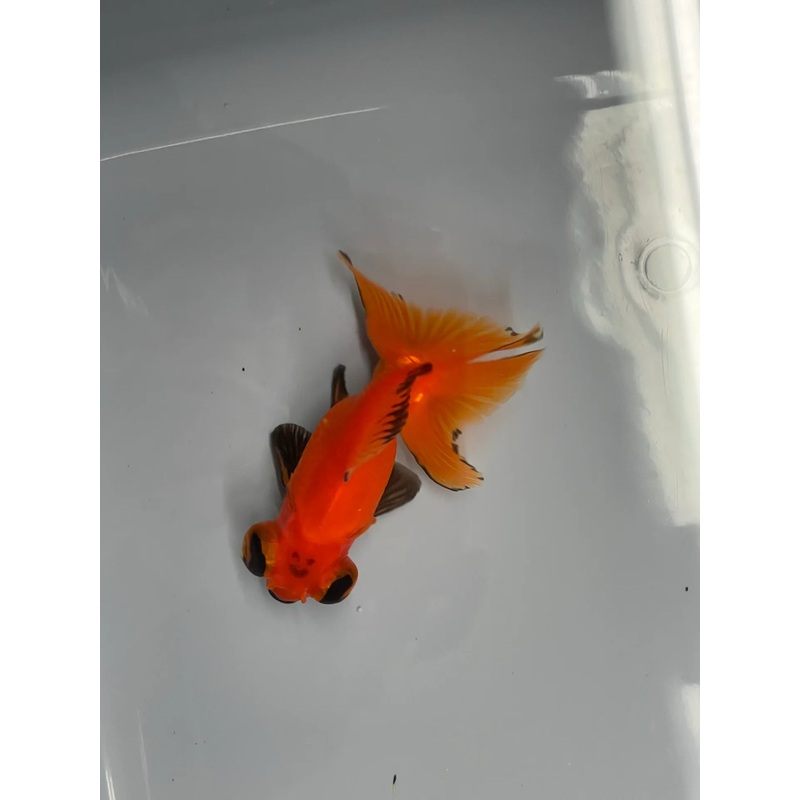 Assorted Butterfly Moor 8cm