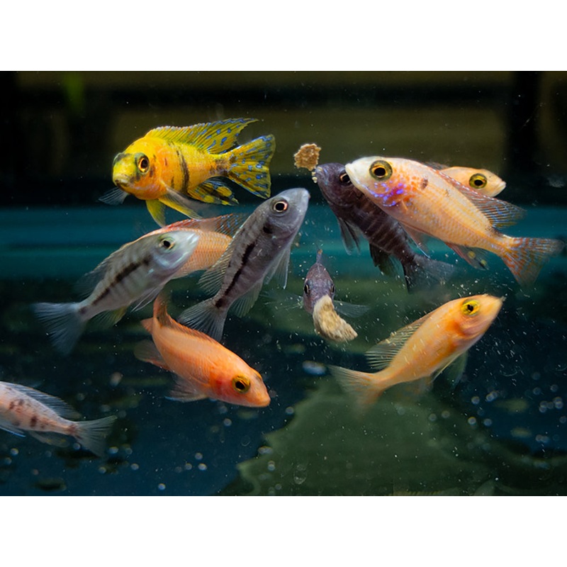 Assorted Peacock Cichlids (Aulonocara sp.) – Tank-Bred!