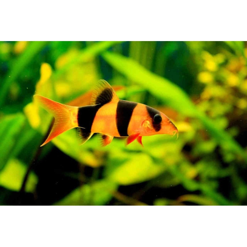 Clown Loach 8cm Large