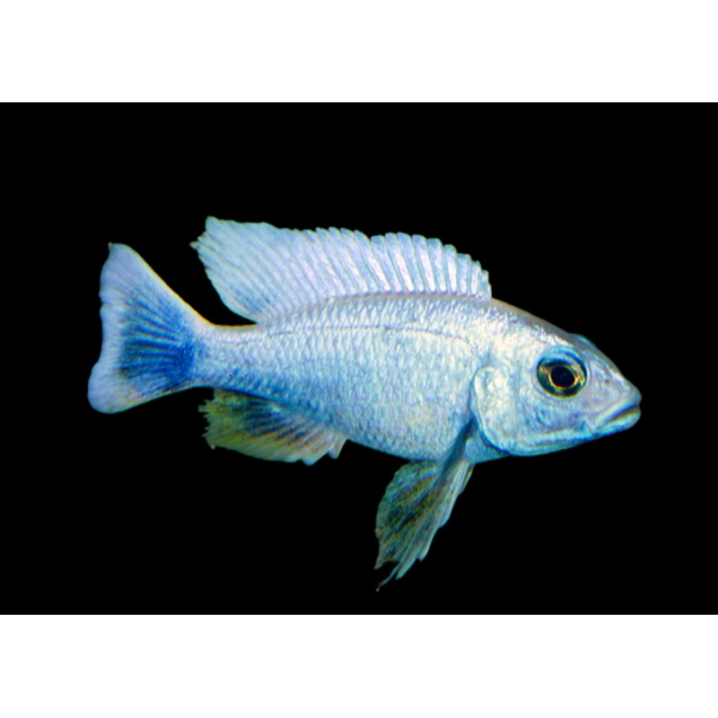 Electric Blue Cichlid – Iceberg