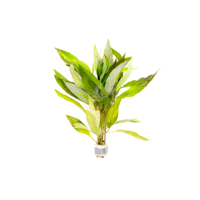 Hygrophila Angustifolia Rubra