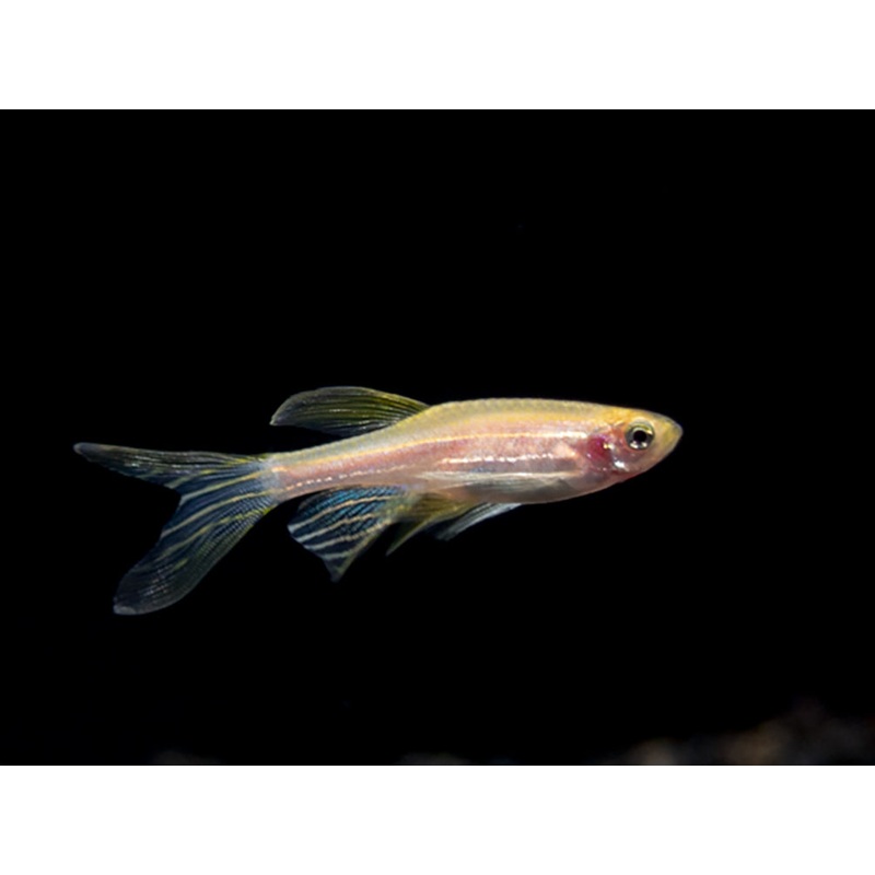 Longfin Golden Zebra Danio (Brachydanio rerio) – Tank Bred