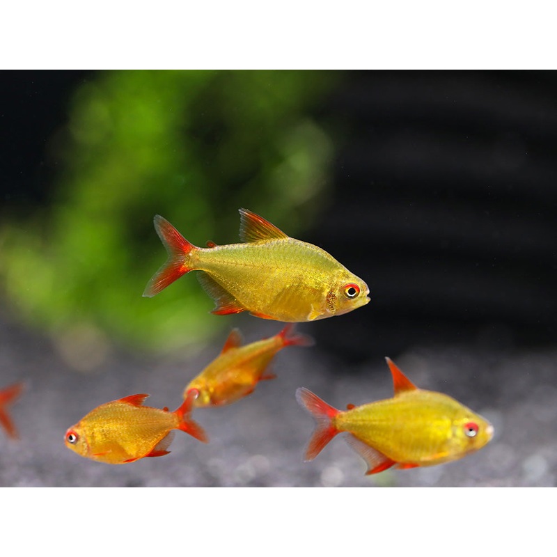 Muzel Red Cherry Tetra (Hyphessobrycon sp. ‘Muzel Red Cherry’)  Tank-Bred