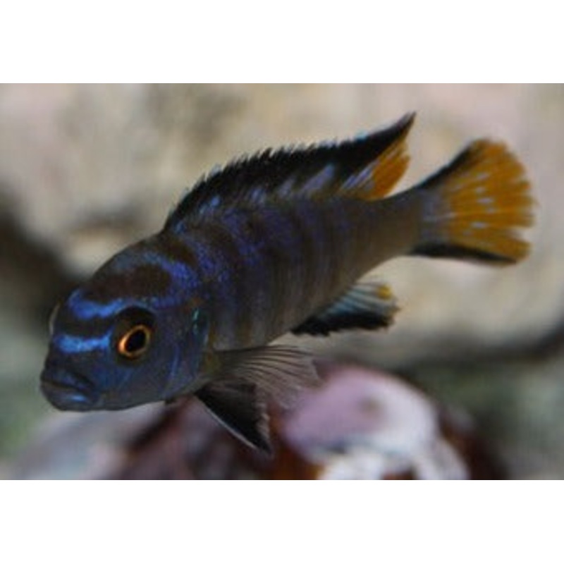 Pseudotropheus Elongatus Gold Bar