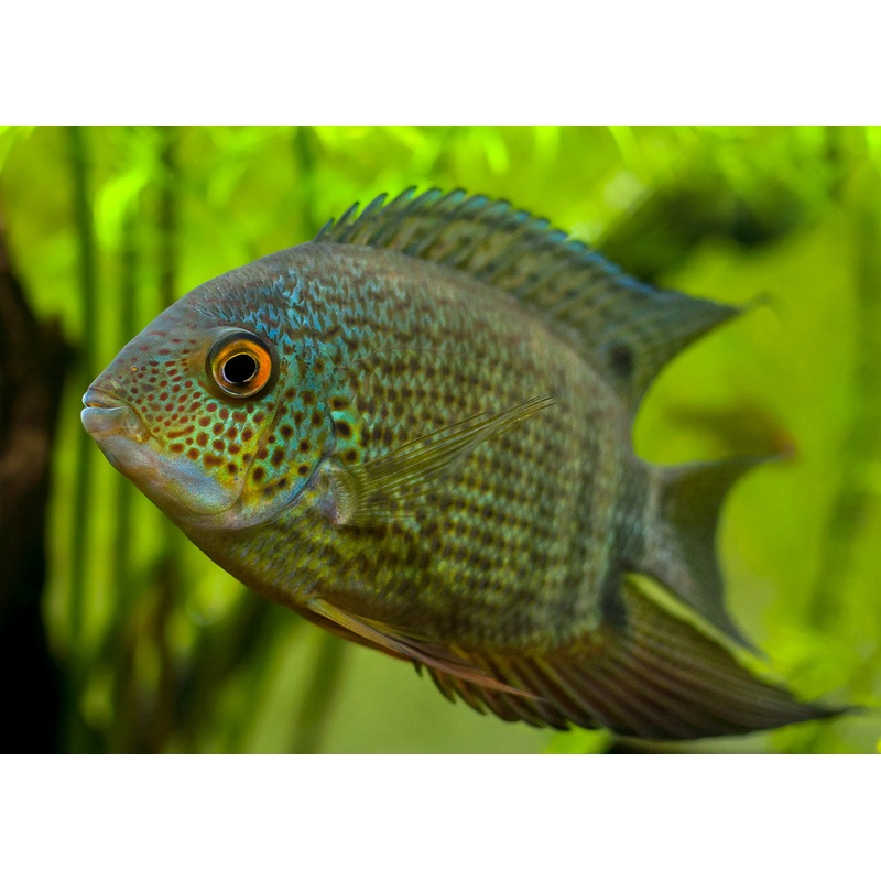 Severum – Assorted Special (10 for $25)