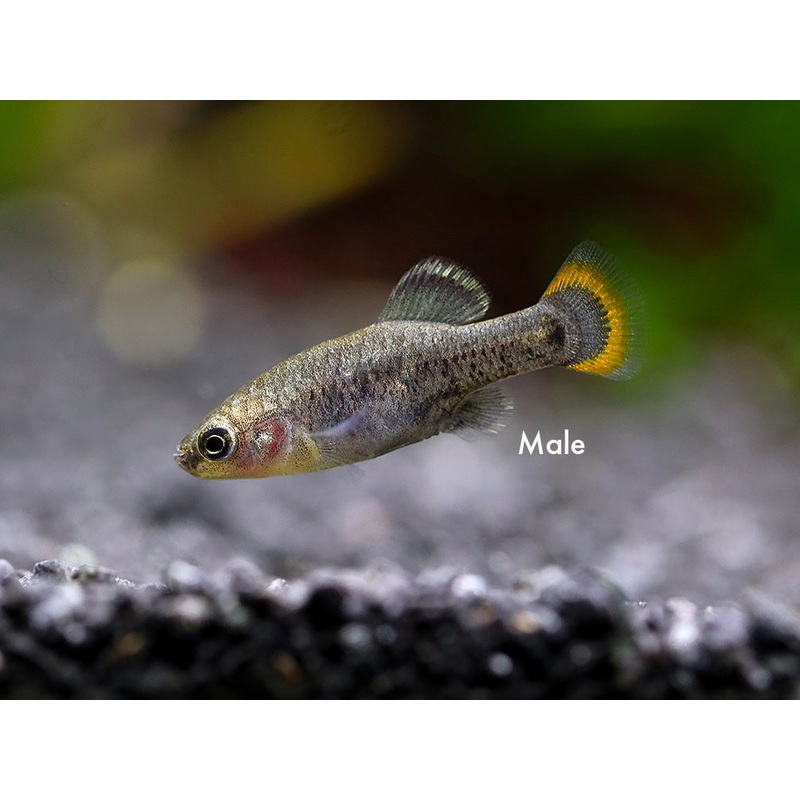 Tequila Goodeid (Zoogoneticus tequila), BREDBY: