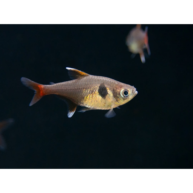 Yellow Phantom Tetra (Hyphessobrycon roseus) – Tank Bred