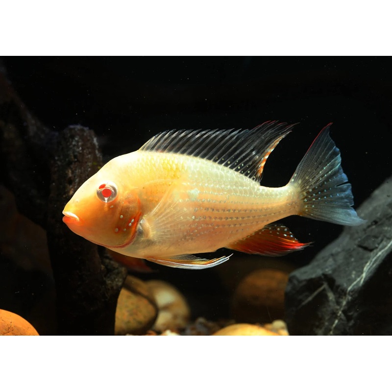 Albino Heckelii Threadfin Acara 5cm