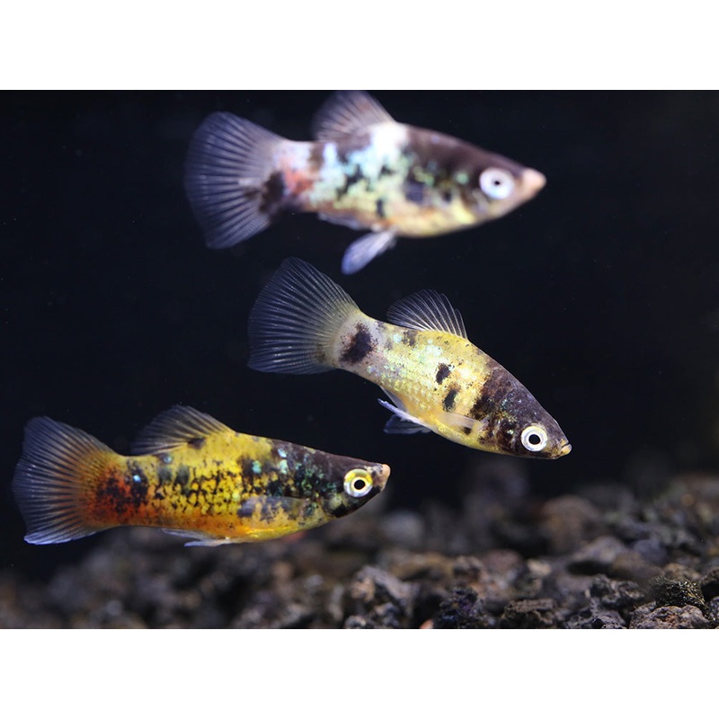 Bumble Bee Platy  (Xiphophorus maculatus)   Tank Bred
