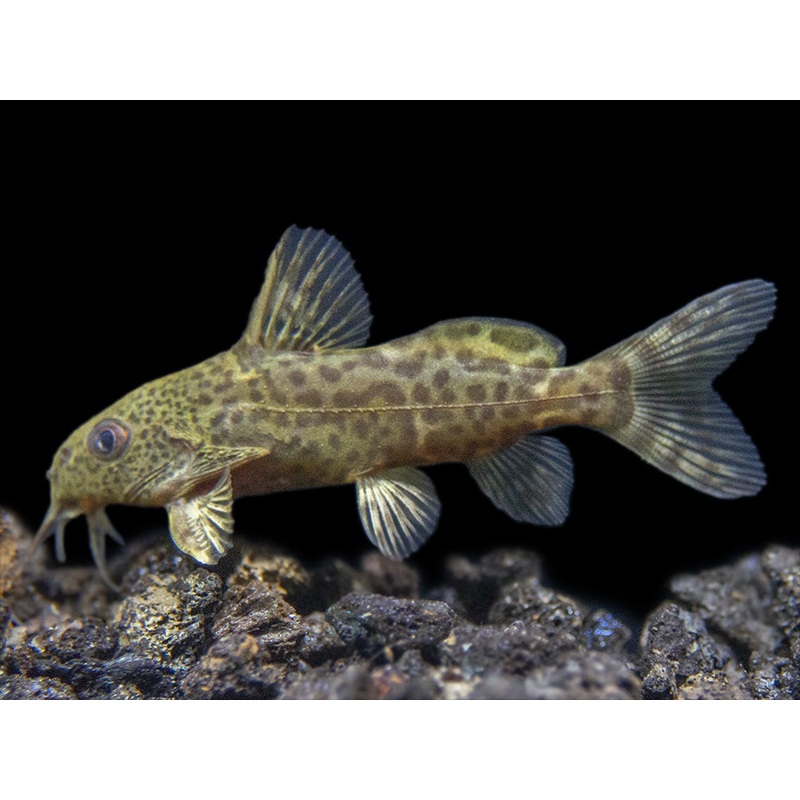 False Upside-Down Catfish (Synodontis nigrita)
