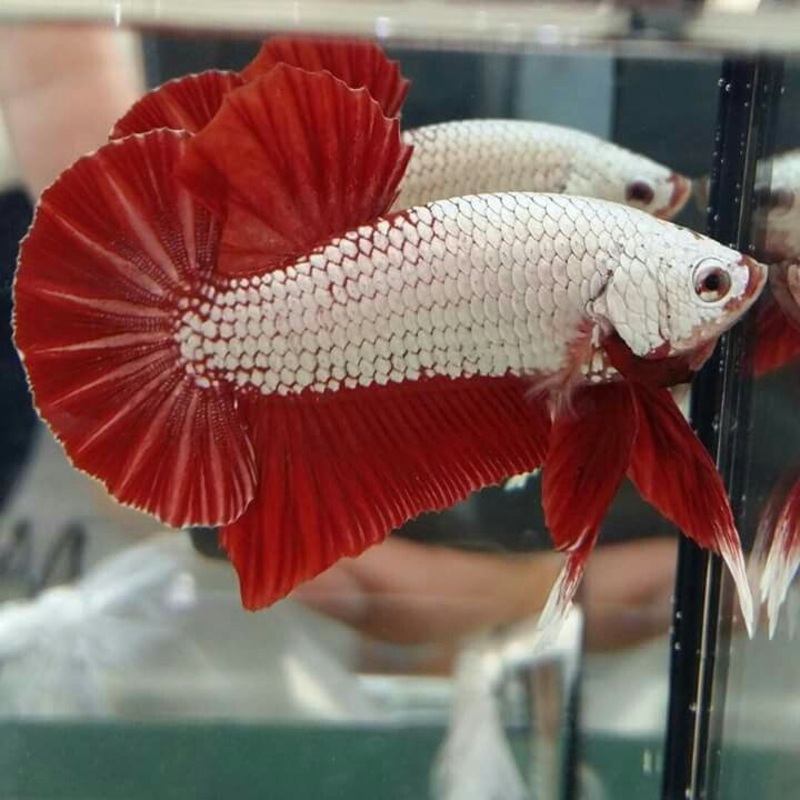 Female Betta HMPK Red Dragon