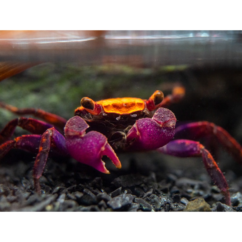 Halloween Vampire Crab (Geosesarma bicolor)