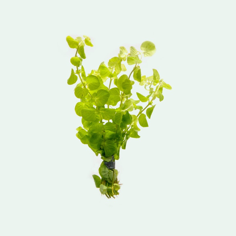 Lysimachia Nummularia Aurea