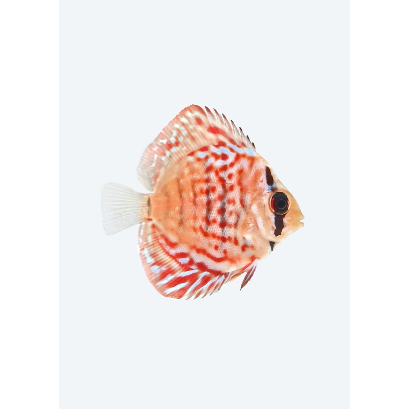 Scribbled Turquoise Discus