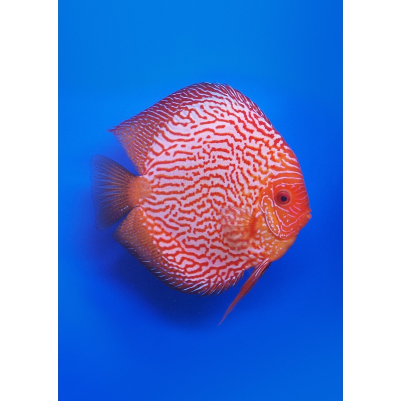 Stendker – Pigeon Blood Snake