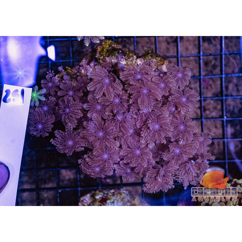 WYSIWYG 251 Glove Polyp