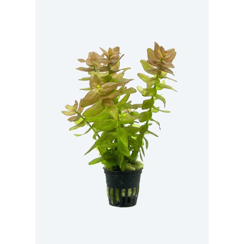 Bacopa caroliniana ‘Yellow flame’