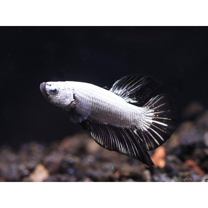 Black Dragonscale Male Betta (Betta splendens) – Tank Bred
