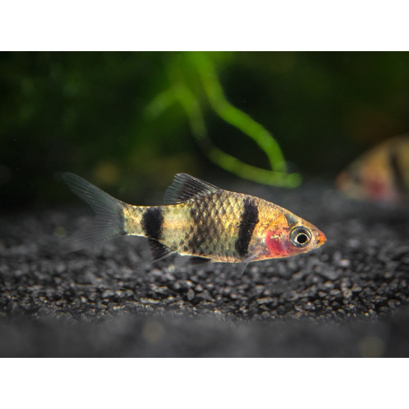 Black Ruby Barb (Pethia nigrofasciata), Tank-Bred!!!