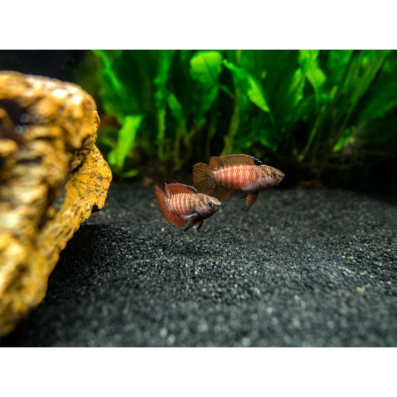 Black Tiger Badis (Dario sp. ‘Myanmar’)